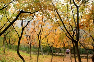 秋日林间美景