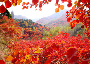 秋日山林红叶美景