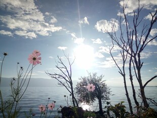 海边枯树旁绽放的花朵