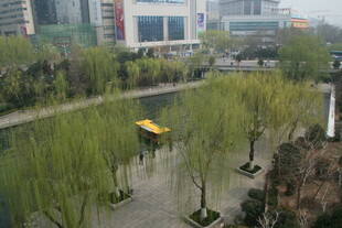 城市河畔春景