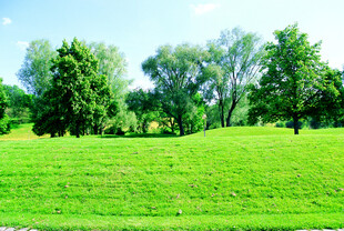 德国翠绿草地与葱郁树木景观