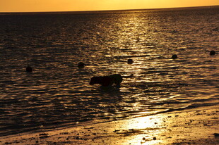 夕阳下波光粼粼的海面