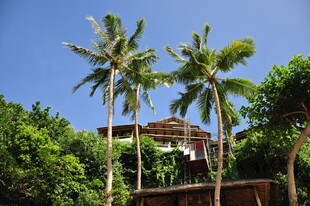 热带风光中的棕榈树与建筑