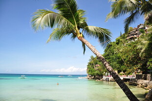 热带海边的倾斜棕榈树