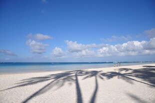 阳光沙滩下的树影斑驳