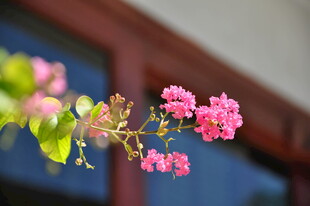 娇艳粉色花枝俏