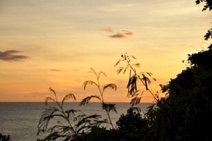 海边黄昏下的植物剪影