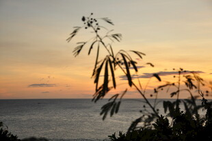 海边夕阳下的植物剪影