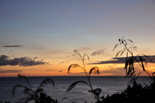 海边日落植物剪影美景