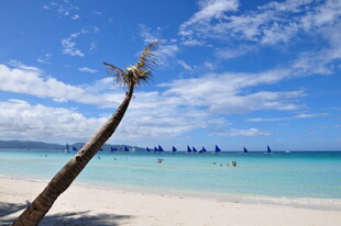 椰树斜立的美丽海滨风光