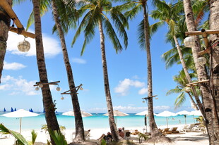 热带海滩的椰林风光