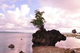 孤岩上的绿意 海滨奇景