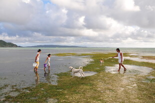 海边漫步的家庭与宠物