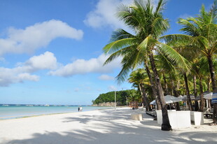 热带海滩椰林美景