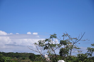 蓝天绿树间的清新景致