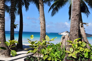 热带海滩椰林风光美景