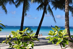 热带海滨风光 椰树绿植相伴