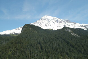 雪山下的茂密森林景观