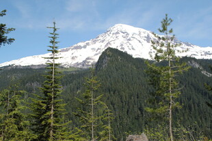 雪山下的葱郁森林