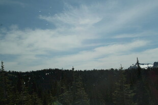 天际线旁的树林与建筑