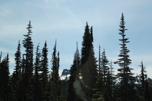 挺拔松树林立的自然景致
