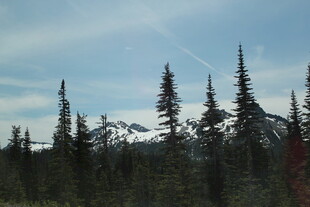 山林中的挺拔松树