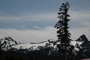 雪山旁的挺拔松树