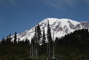 雪山下的茂密森林景观