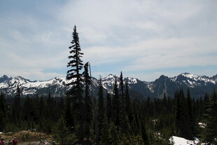 山林雪景中的挺拔树木