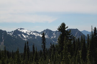 雪山下的茂密森林景观