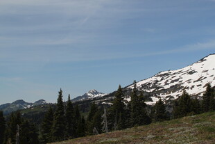 雪山下的森林景观
