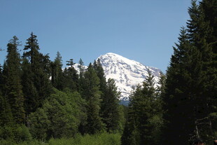 雪山下的茂密森林景观