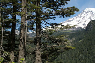 山林间远眺巍峨雪山