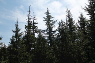 茂密松树林立的自然景致