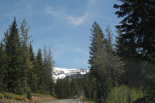 林间公路 远处雪山美景