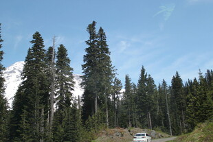 山林间的车辆与挺拔树木