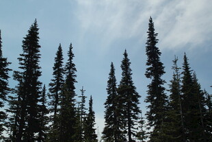 挺拔松树林立蓝天之下