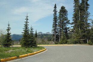 山间蜿蜒公路旁挺拔树木