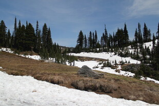 山间雪地与松林美景