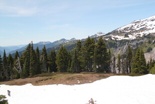 雪山下的森林景观
