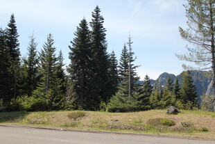 林间公路旁的茂密松树林