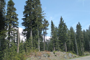 山林间挺拔的高大树木