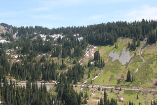 山间葱郁林木与蜿蜒道路