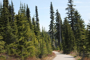 林间小径 穿行翠绿松林