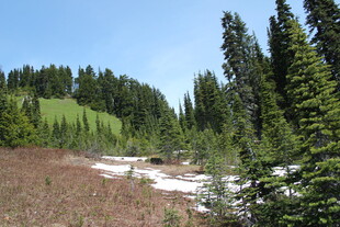 山林间的草地与雪