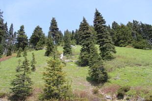 山坡上的茂密松树林