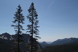 山间双松映蓝天