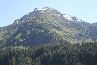 青山覆雪伴葱郁森林