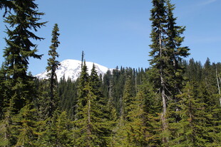 森林中的雪山远景