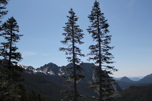 山林间挺拔的松树与远山